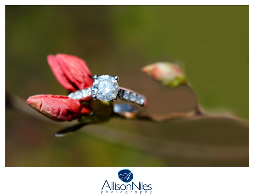 Photographers in North Billerica - Allison Niles Photography