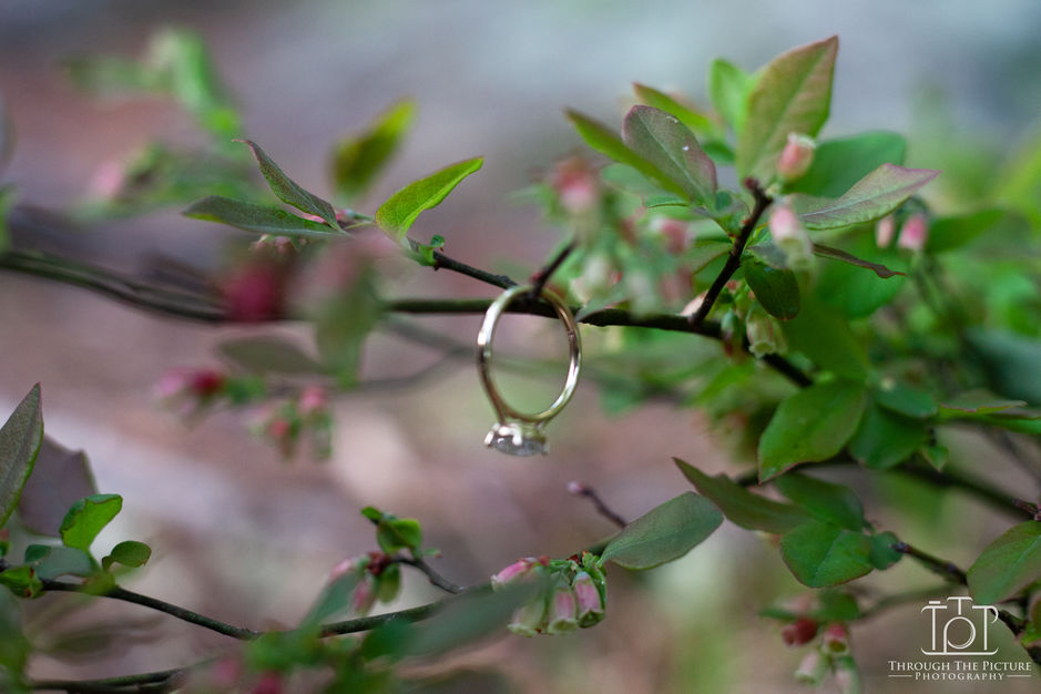 Photographers in Somerville - Through The Picture Photography
