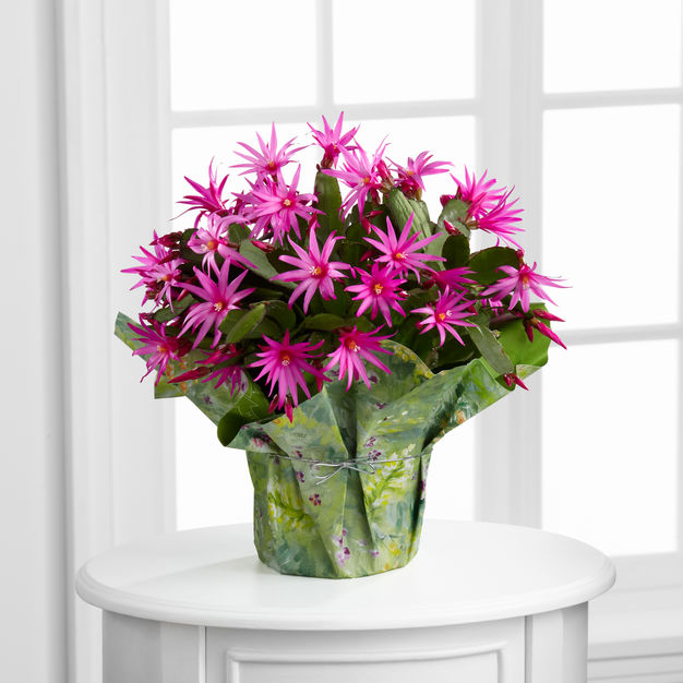 Florists in Culpeper - Adorn Florals & Gifts