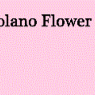 Florists in Berkeley - Solano Flower Shop