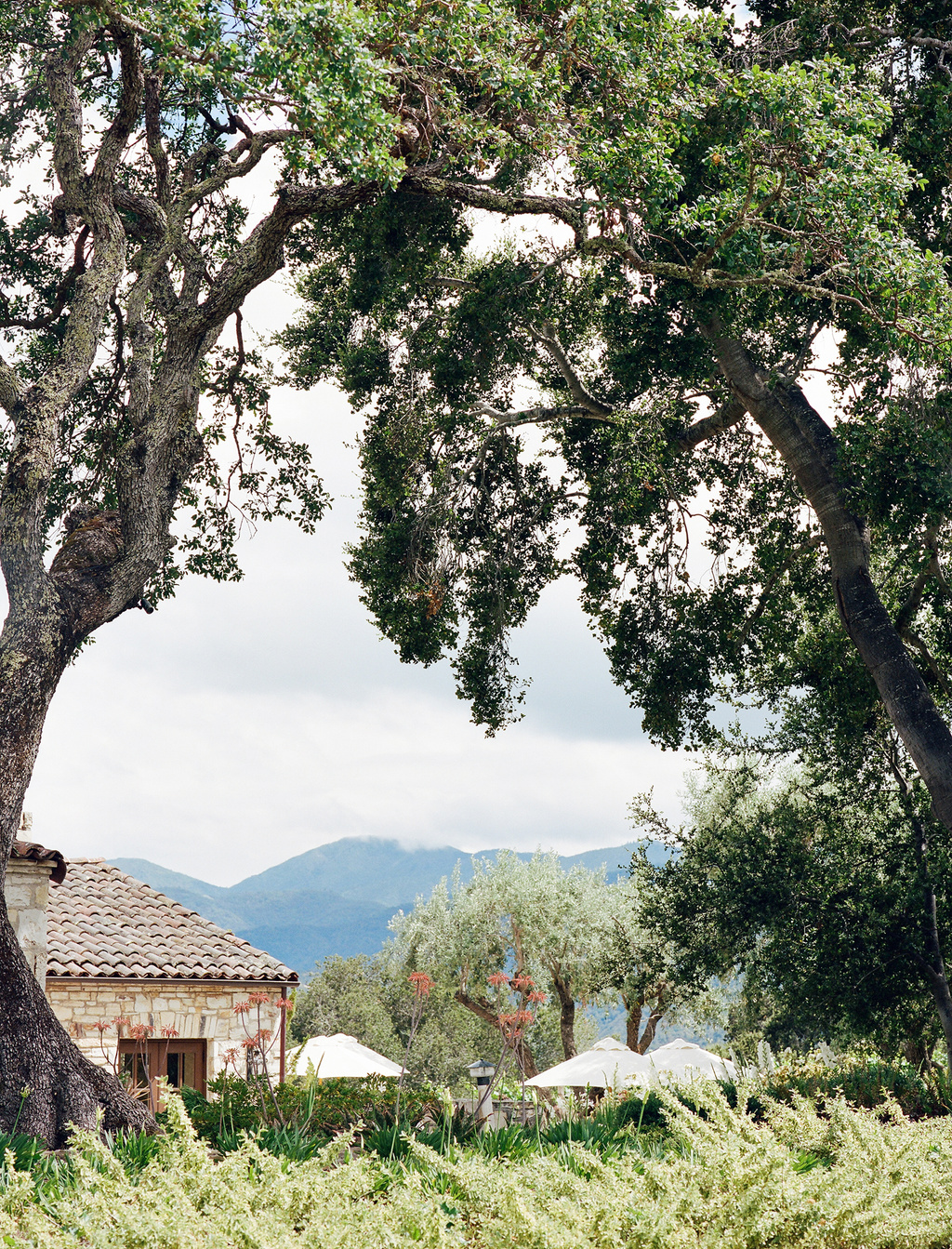 Romantic Holman Ranch Summer Florals Wedding