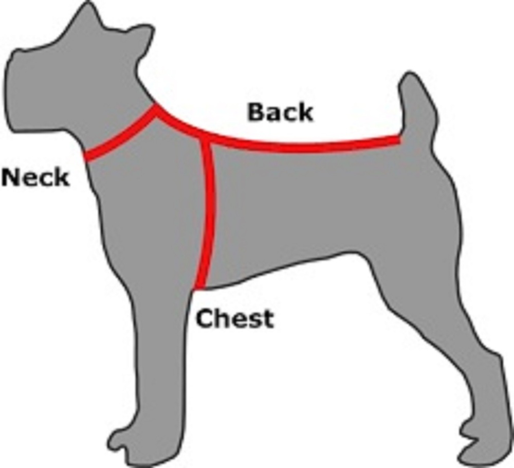 Incorporating Pets At Your Wedding