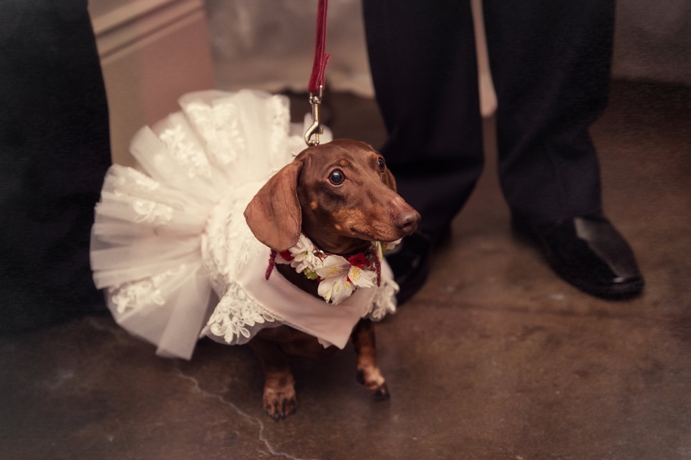 Incorporating Pets At Your Wedding
