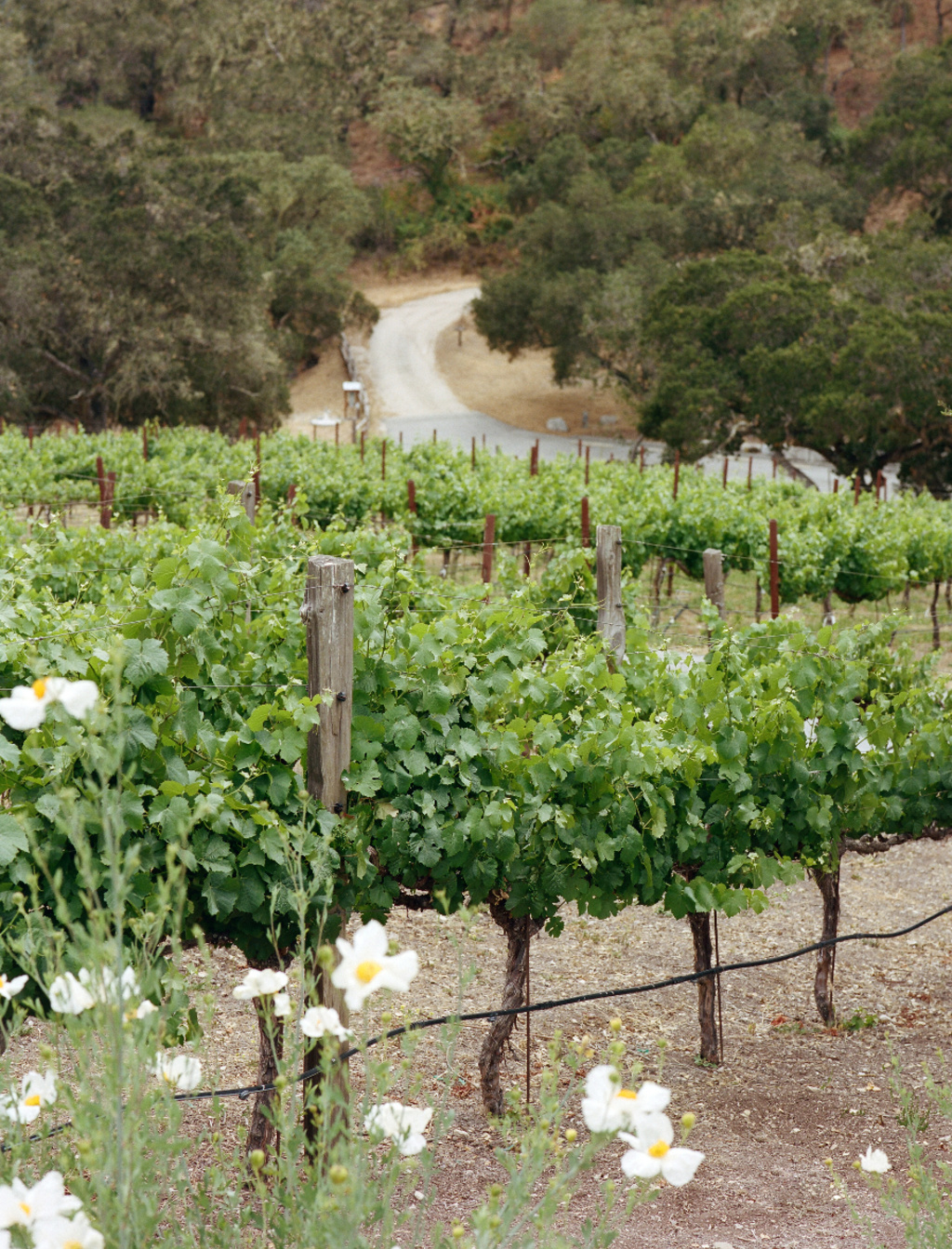 Romantic Holman Ranch Summer Florals Wedding