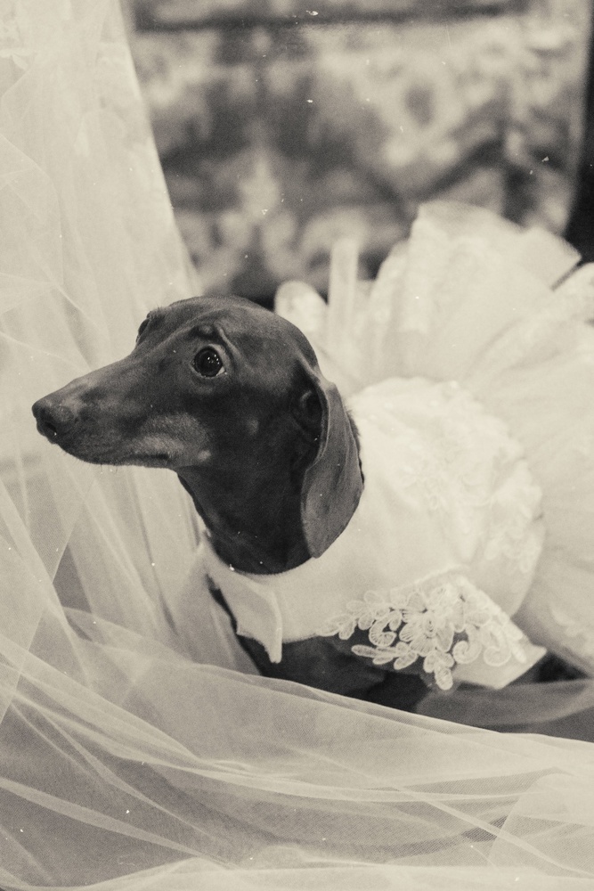 Incorporating Pets At Your Wedding