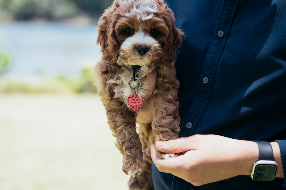 A Surprise Puppy And Proposal