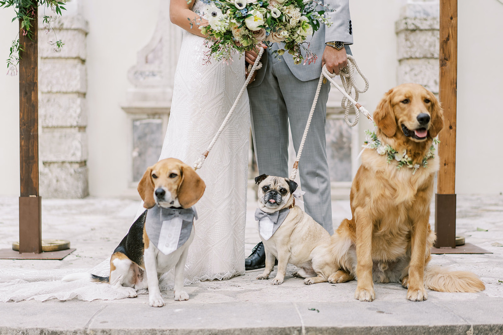 Why Hire A Wedding Pet Care Company