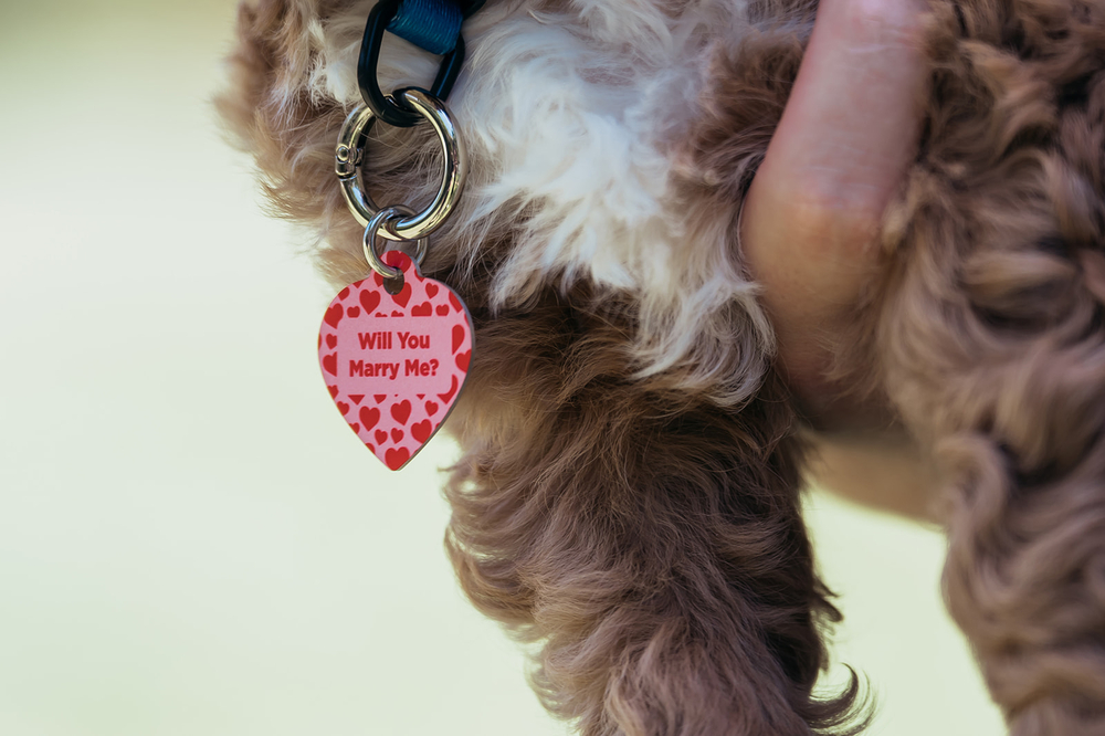 A Surprise Puppy And Proposal